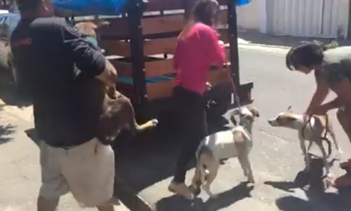 Cães que tiveram resgate violento são retirados do Zoonoses